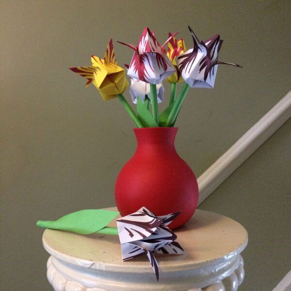 Hollandse Vouw Tulpen